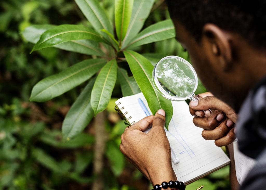 a man looks at a plant when he is high on marijuana and education