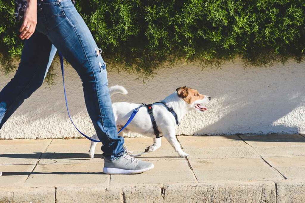 a man enjoying life after rehab walks his dog as he considers rehab recovery at an alumni program